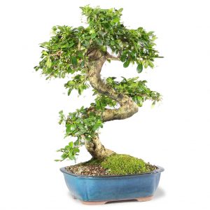 Fukien tea bonsai tree 10 years old